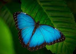 15 Beautiful Butterflies And Where To See Them Christine Abroad