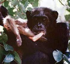 Pan Troglodytes Chimpanzee Chimpanzee Monkey Animals