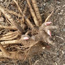 Anschließend entfernst du die alte erde. Pfingstrosen Teilen Und Umpflanzen Manufactum Gartenjahr