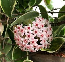 Image result for hoya plant flower