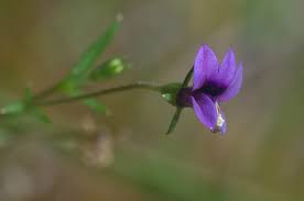 Image result for Monopsis