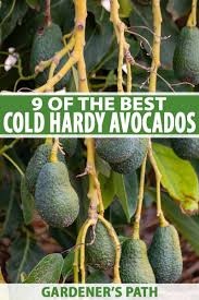 To ensure that your tree can grow fruit 100% of the time, you'll need to get it from a local or commercial nursery. 9 Of The Best Cold Hardy Avocado Trees Gardener S Path Avocado Tree Grow Avocado Growing Fruit Trees