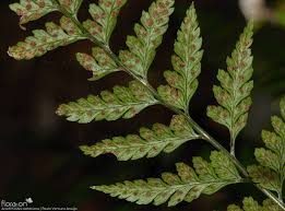 Image result for Arachniodes webbiana