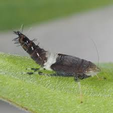 Image result for Cyphia lasiandra