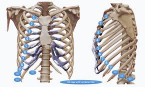 8:51 now that we know more about the structure of the pelvis and ribcage we can do a more precise version construct a robust kelly rib cage and the pelvis. Rib Injury Rib Injury Clinic