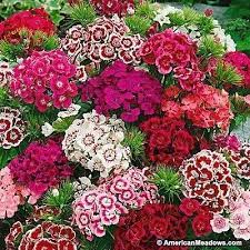 Dianthus Indian Carpet 1000 Modern 1000 Fast Growing Flowers Flower Seeds Flower Seeds Online