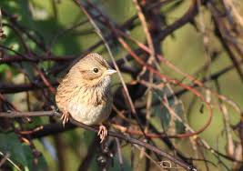 Birds Native To Pennsylvania Lincoln S Sparrows Are Secretive Birds When They Migrate Through Pennsylvania In The Spring And Fall They Stick To The Cov Backyard Birds Bird Watchers Birds