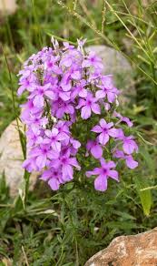 Image result for Cycnium