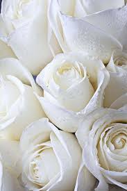 Pin By Sheri Day On Flowers In 2020 White Roses White Flowers Beautiful Flowers