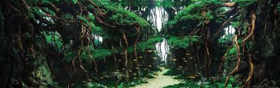 So we've put together 10 helpful aquascaping tips that will guide beginners and make their entry into the. Enchanting Aquascapes Aga Aquascape Winners 2017