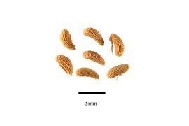 Image result for Streptopetalum serratum