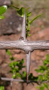 Image result for Scutia