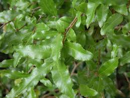 Image result for Ochna