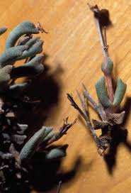 Image result for Hereroa glenensis