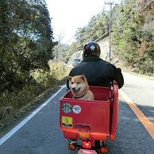 ryuchanbebebeはinstagramを利用しています 明日は 祝日なのに雨 見たい よく郵政ボックスの蓋を閉めて走るのかと聞かれますか そんな事はしません 景色を見てタンデムツーリングを楽しんでいますよ いぬばか部 pecoいぬ部 柴犬ライフ ホンダ