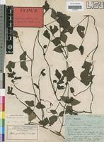 Image result for Psophocarpus scandens