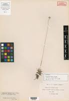 Image result for Eriocaulon abyssinicum