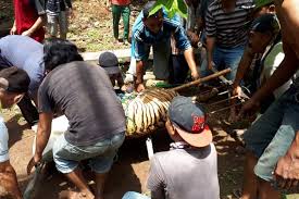 Air terjun panca weuleuh hanya berjarak sekitar 10 menit dari kandang batu, dan. Dua Harimau Lepas Dari Kandang Kebun Binatang Semarang Disterilkan Dari Pengunjung