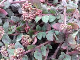 Image result for Euphorbia ophthalmica