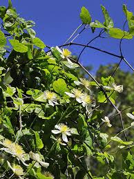 Clematis clematis nelly moser clematis lasiantha nutt. Pipestem Clematis Clematis Lasiantha Photo Inaturalist Photos At Pbase Com