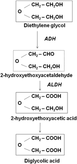 Metabolism Of Diethylene Glycol In Rats And Humans Download Scientific Diagram