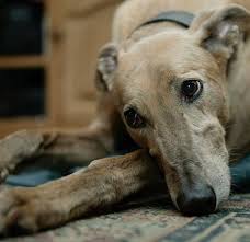 Cancer occurs when cell proliferation goes unchecked. Osteoarthritis In Dogs Signs And Treatment American Kennel Club