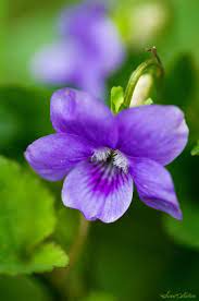 Lovely Little Violet Violet Flower Purple Flowers Flowers Photography