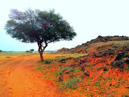 Image result for Acacia gerrardii