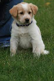 Hana The Golden Retriever Mix Golden Retriever Mix Puppies Golden Retriever Mix Golden Retriever
