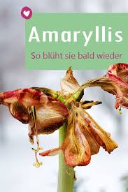 Amaryllis Verbluht Das Sollten Sie Tun Pflanzen Pflege Amaryllis Pflanzen