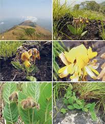 Image result for Eriosema monticola