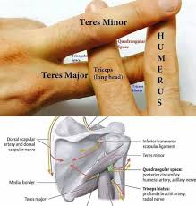 Nice Illustration Tag Your Friend Who Can Learn From This Via 9meded Anatomy Med Med Physical Therapy Assistant Physical Therapy School Shoulder Anatomy