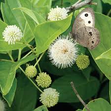Image result for Cephalanthus