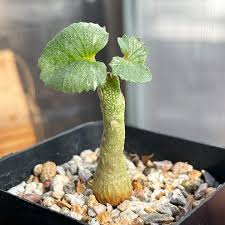 Image result for Eriospermum seineri