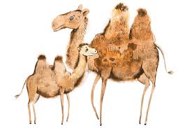 The camelids, as a family, include the new world camelids: The Camel And The Baby Story