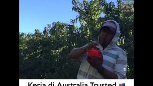 #vlogstralia dapetin kerja di australia itu gampang (whv australia). Kerja Di Australia Official About Us