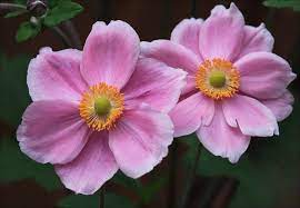 Japanese Anemones By Firey Sunset On Deviantart Anemone Japanese Anemone Flowers