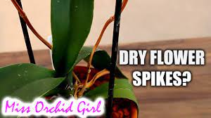 Do I Need To Prune The Dead Steam After The Orchid Blooms Google Search In 2020 Flower Spike Orchids Phalaenopsis Orchid