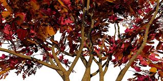Image result for Combretum kraussii