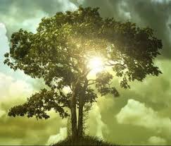 Apr 28, 2021 · proverbs 11:30 uses the same turn of phrase as paul does: A Tree Of Life Child Evangelism Fellowship Of Indiana Inc North Central Indiana