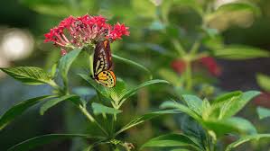 The dubai miracle garden is a flower garden located in the district of dubailand, dubai, united arab emirates. Uhealth S Secret Garden Life At The U Faculty And Staff News University Of Miami