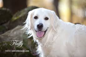 We will consider qualified applicants for our english cream, white golden retriever puppies from all usa lower 48 states direct safe flights only if needed from new jersey, nj, new york, ny, pennsylvania, pa, connecticut, ct, massachusetts, mass, ma, maryland, md, delaware, de, florida, fl, fla ,texas, tx, rhode island, ri, california, ca, arizona, az, washington dc, district of columbia, virginia, va, north carolina, nc, south carolina, sc, colorado, co, washington, wa, oregon or, tennessee. White Golden Retriever Puppies Ct Connecticut Akc Certified Ma Nj Ny Pa De Md Ri Ca Az Tx