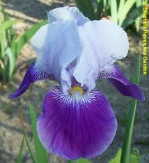 TbJollyGoliath < TbFthruJ < Iris Wiki