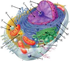 Check spelling or type a new query. Cell Structure Animal Cell Diagram Quizlet