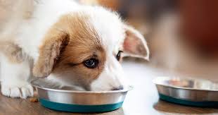 Is your cat food on our list? Bravo Packing Expands Its Recall Amid Salmonella Listeria Concerns Thrillist