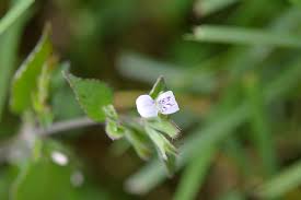 Image result for Hypoestes triflora