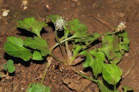 Image result for Plantago palmata