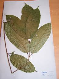 Image result for Klainedoxa