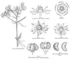 Image result for Toddalia crenulata