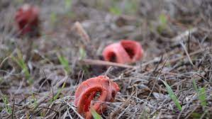 Check spelling or type a new query. Colorful Dead Man S Fingers Emits Foul Odor